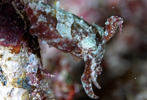 Raja Ampat 2019 - DSC08210_rc - Crinoid cuttlefish - Seiche des crinoides - Sepia sp 2